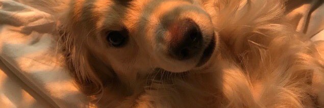 jinkibelt's profile banner image