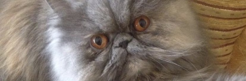 serhanhafta's profile banner image