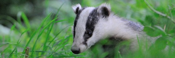 DistrictBadger Profile Banner