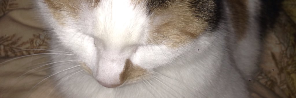 ludvar's profile banner image