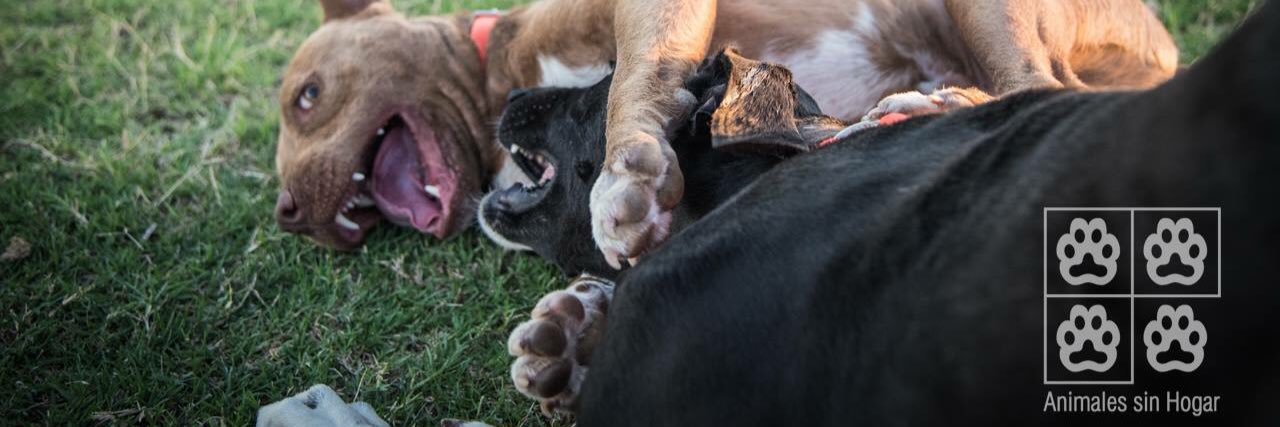 Animales sin Hogar banner