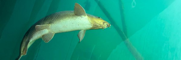 fish_jakub_zak Profile Banner