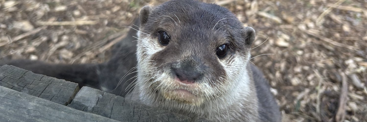 Miss Dabb🦦 banner