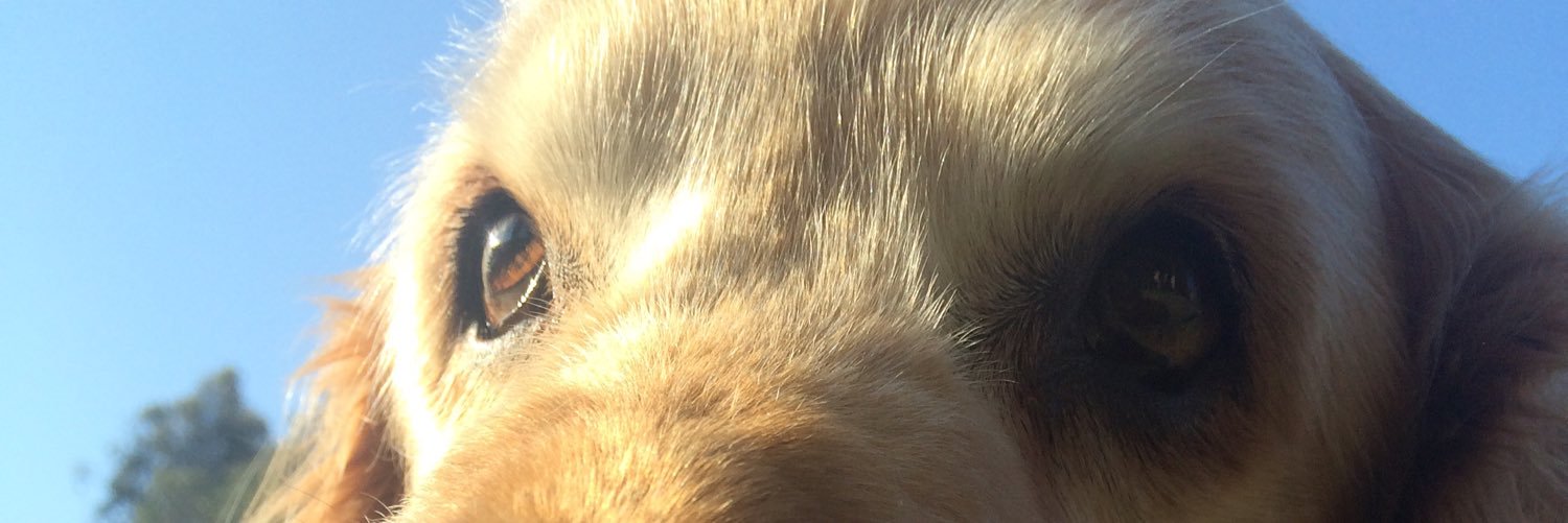 paaula's profile banner image