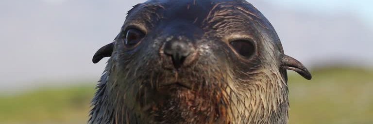 WhisperinTree's profile banner image