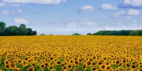 hiroko_tul's profile banner image