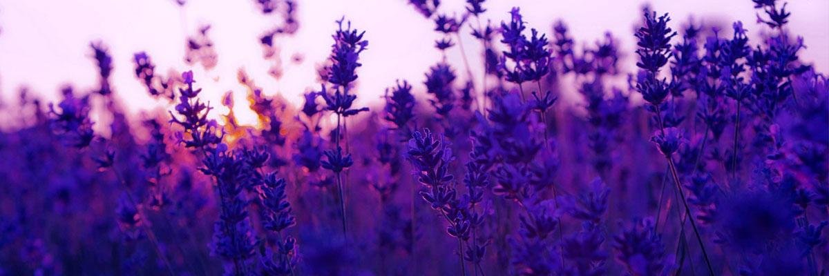 Daniela Moreno 🐋 banner