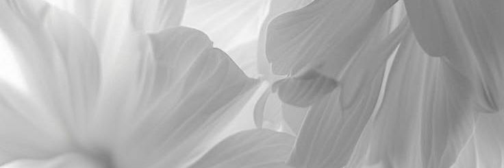 𝑩𝒍𝒆𝒆 🐺 banner