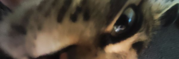 ctecka57186 Profile Banner
