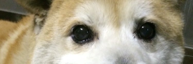 wingt_'s profile banner image