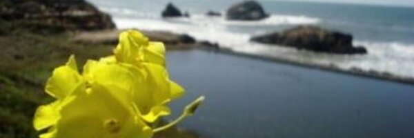 Nischelle_ Profile Banner