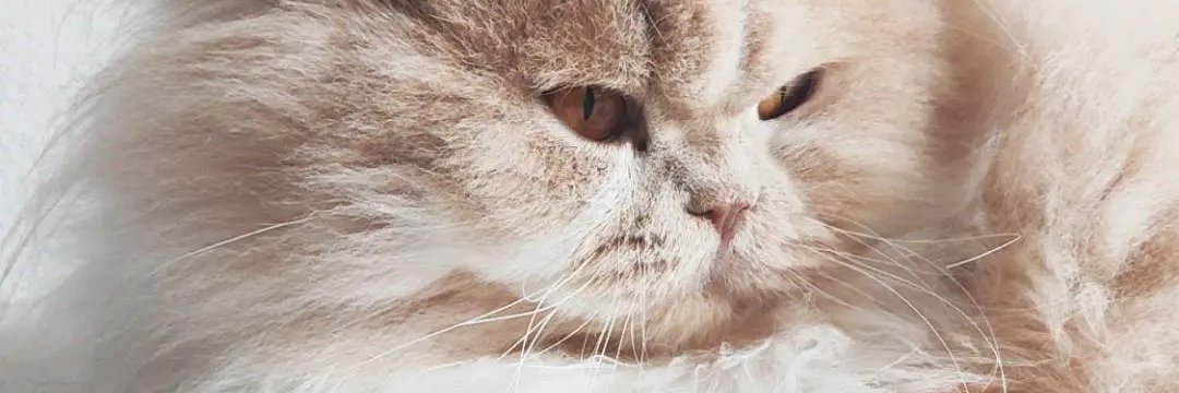 JenniferNL_'s profile banner image