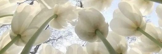 ur mom banner