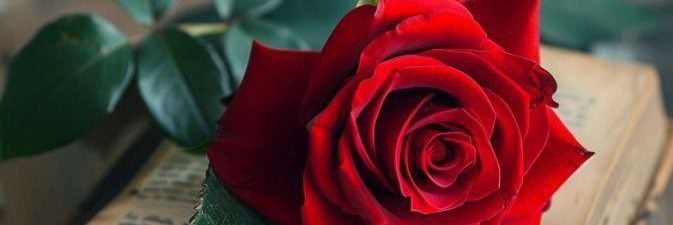 shaibaraqi's profile banner image