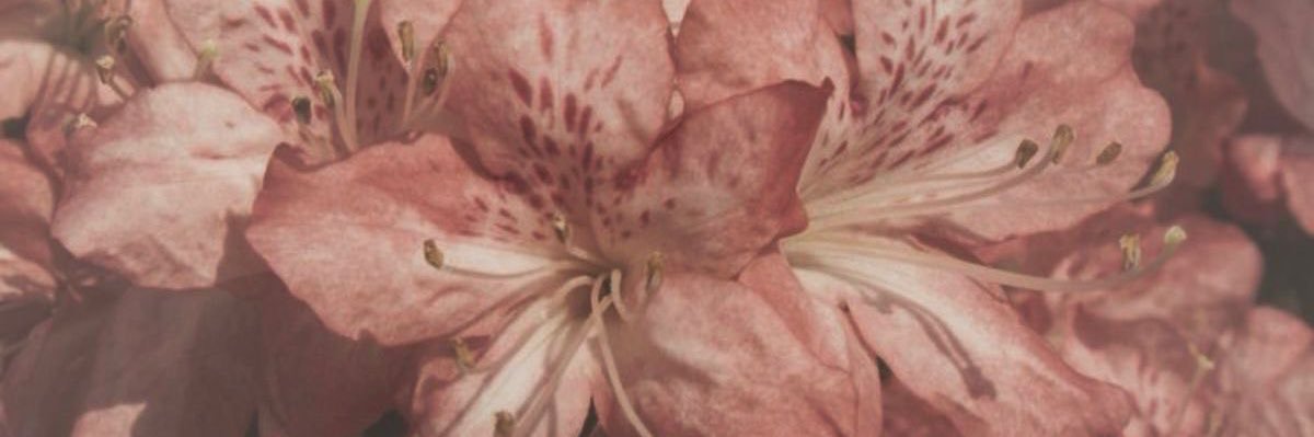 💭's banner