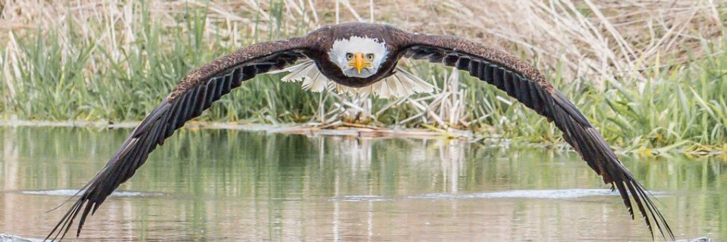 Principal Wolfe banner