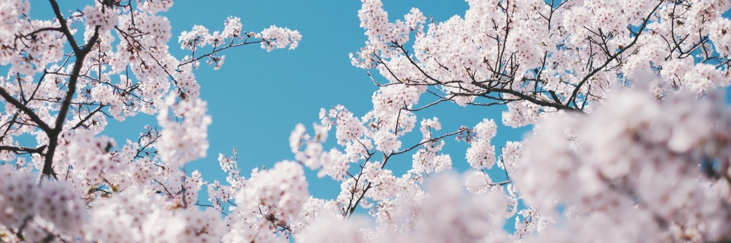 樱 banner