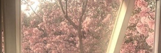 debby รับหิ้ว 🇯🇵🤍 banner