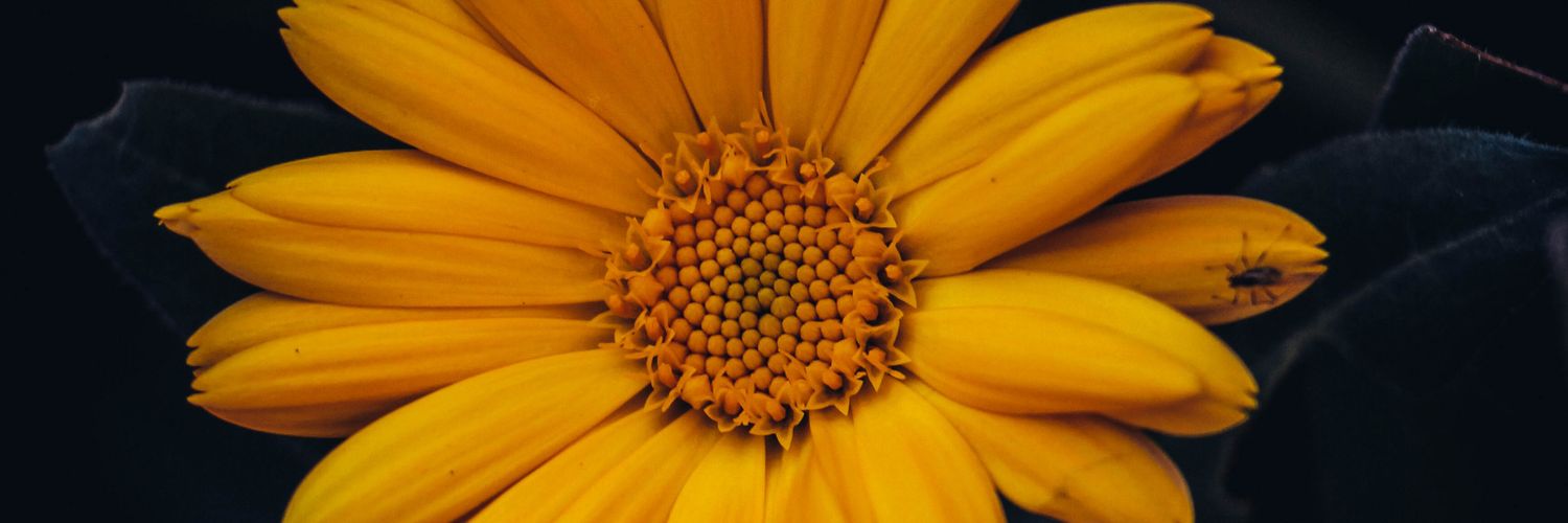 Elqueobservo's profile banner image