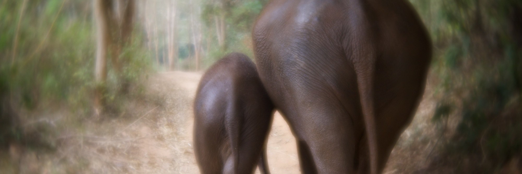 Amanda Stevens Photography banner