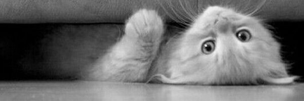 dailly__kittens Profile Banner