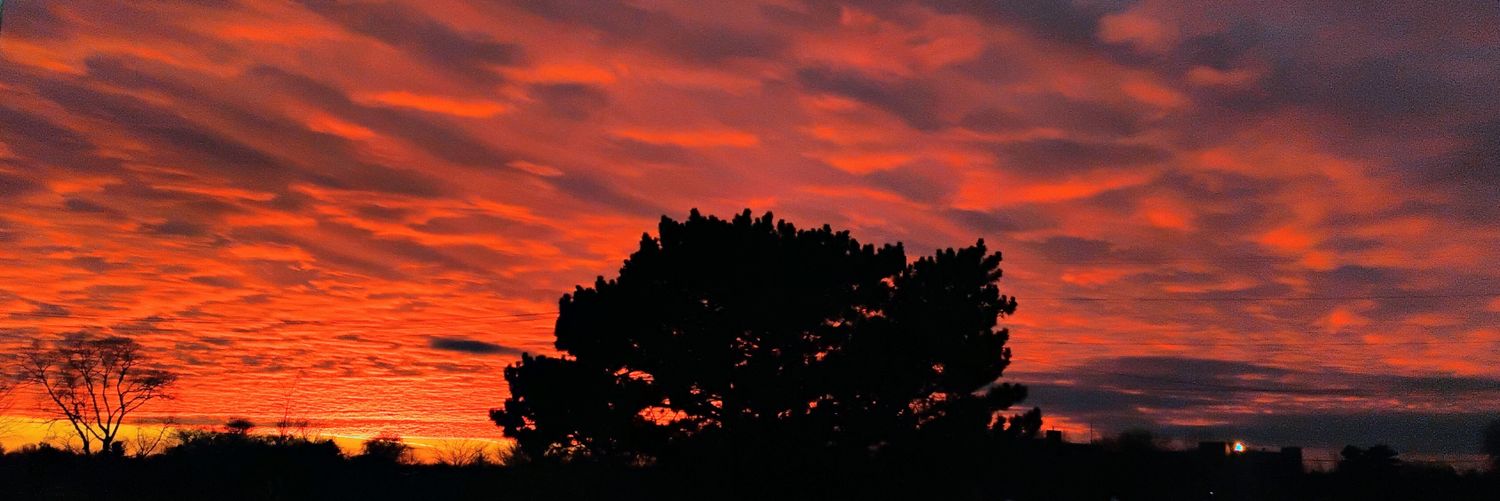 regalparrot's profile banner image