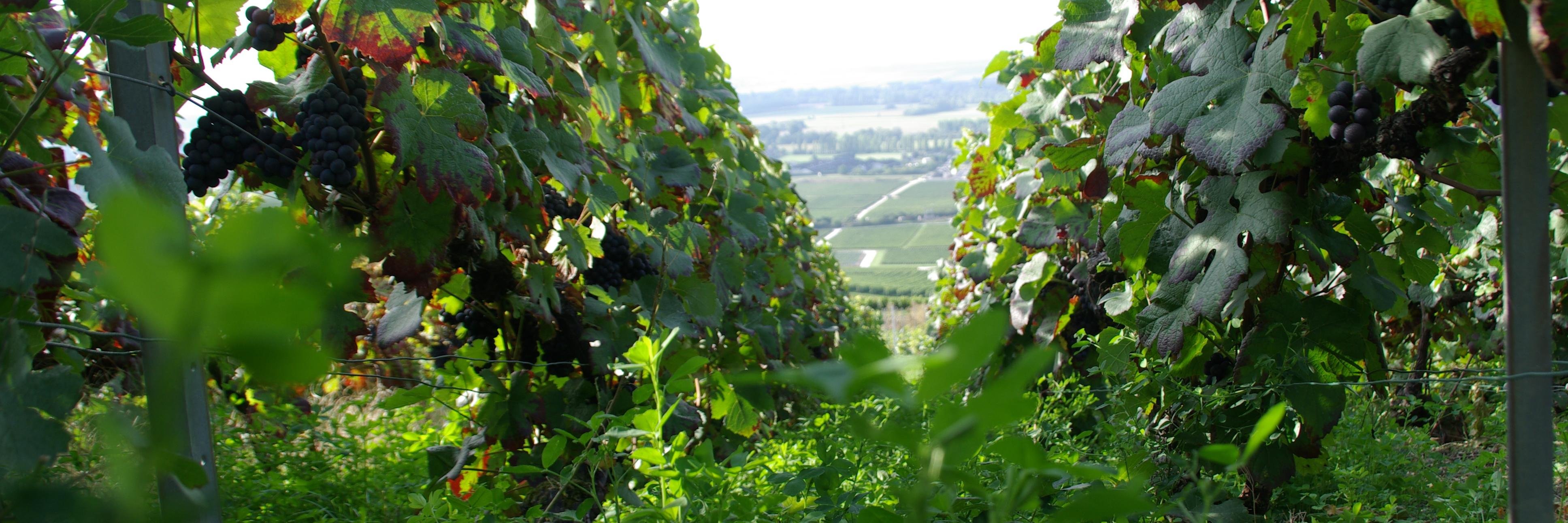 Champagne Pouillon banner