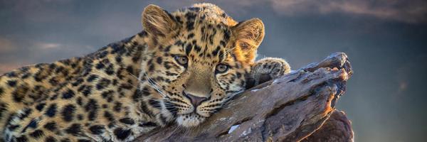 msreekanth Profile Banner