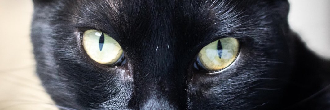 Lola Sace ♀ banner
