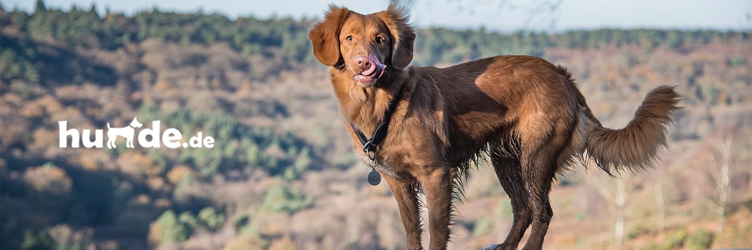 hunde_de's profile banner image