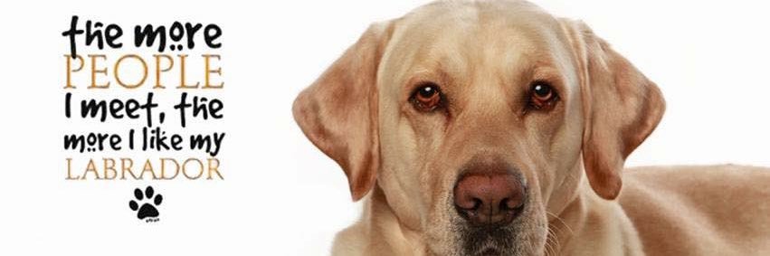 Paying Attention 🇺🇸🐾 banner