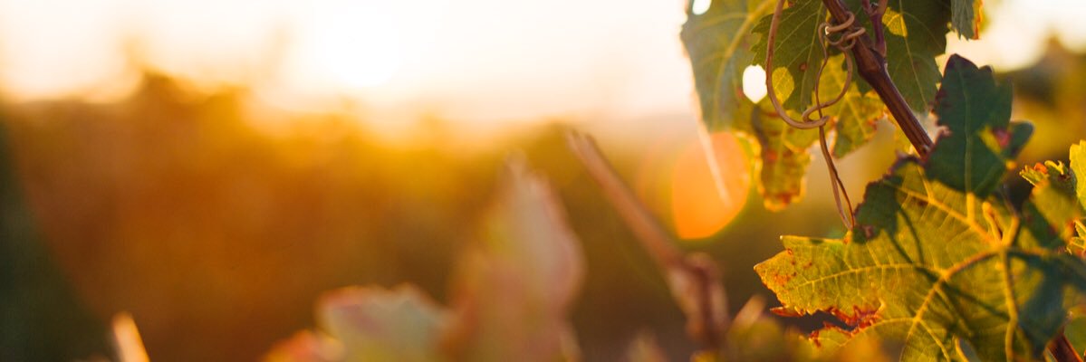 earaiz's profile banner image
