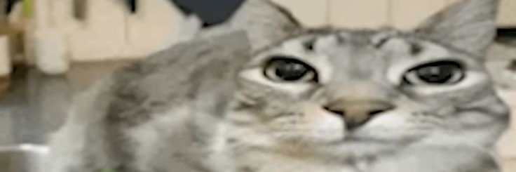 Stupid banner