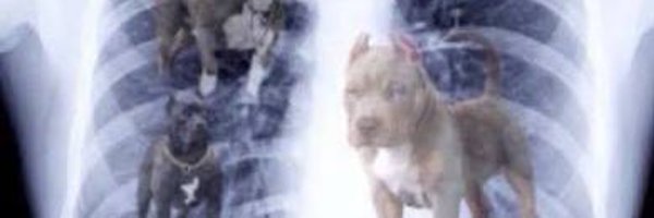 KentuckyRedleg Profile Banner