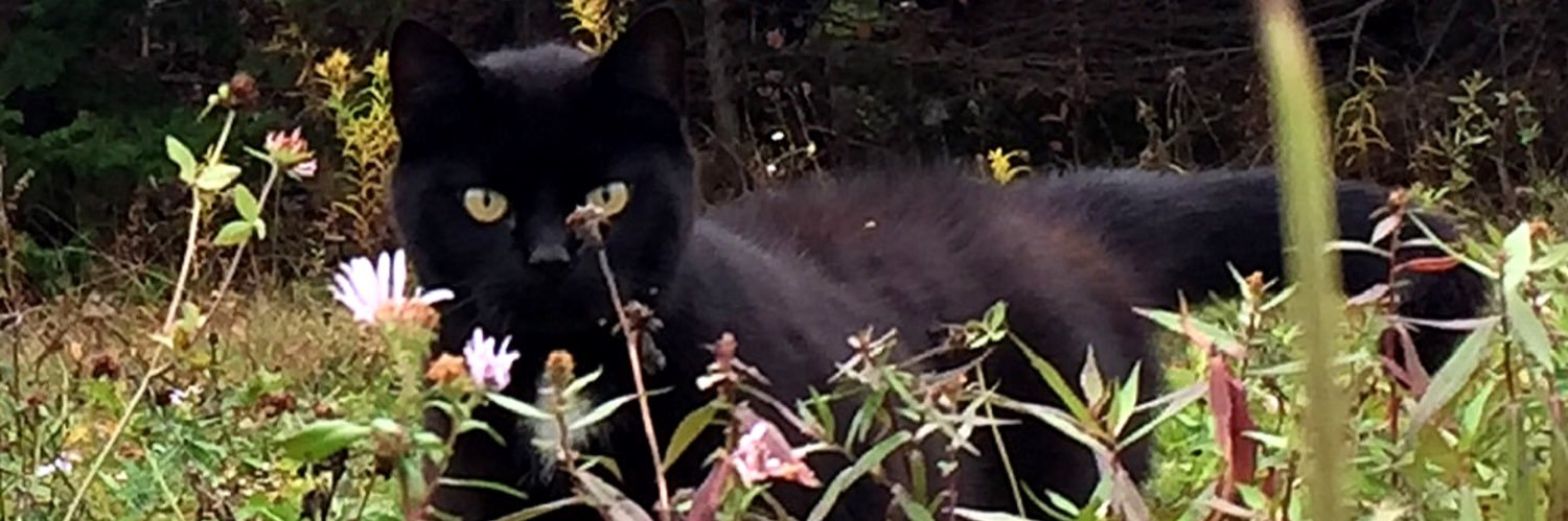 Fuzkat's profile banner image