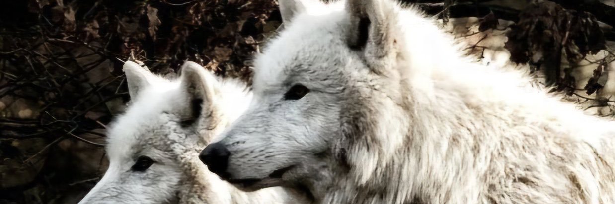 Burcu banner