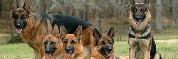 Germanshephrd78 Profile Banner