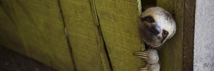 Jacques Rousseau banner