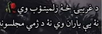 SHER AFGHAN banner