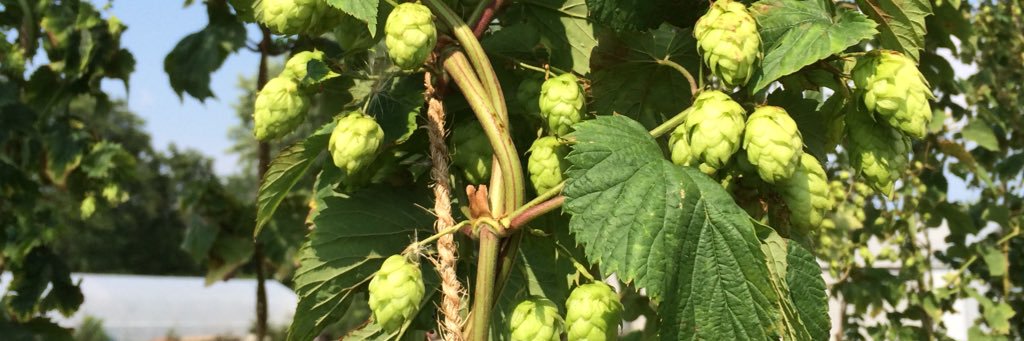 stephen strong banner