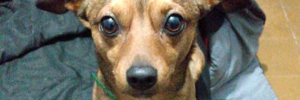 InsoportablementeVIVO banner