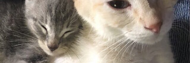 Carrie (not the movie) banner