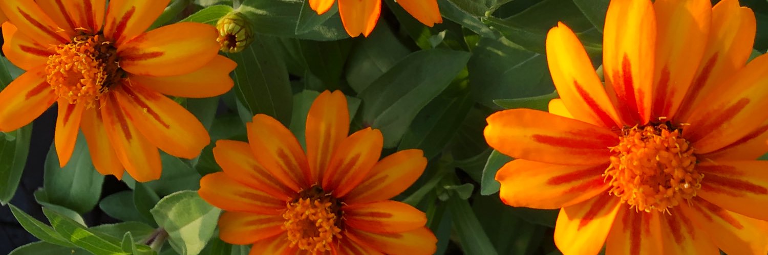 devonjenay's profile banner image