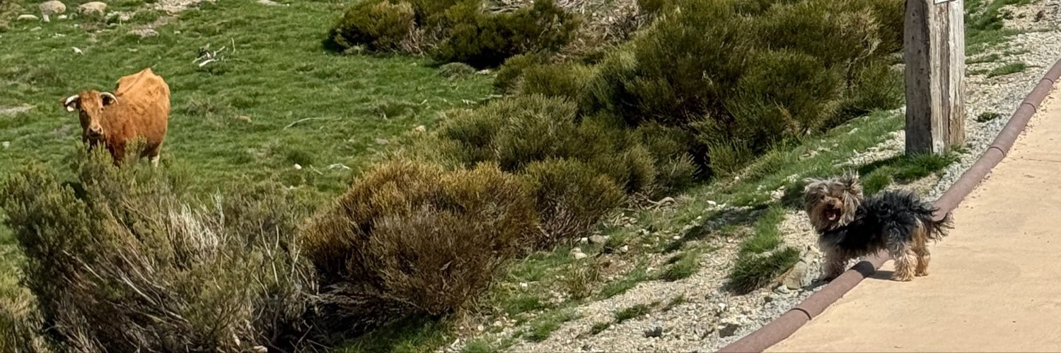 daniivall1's profile banner image