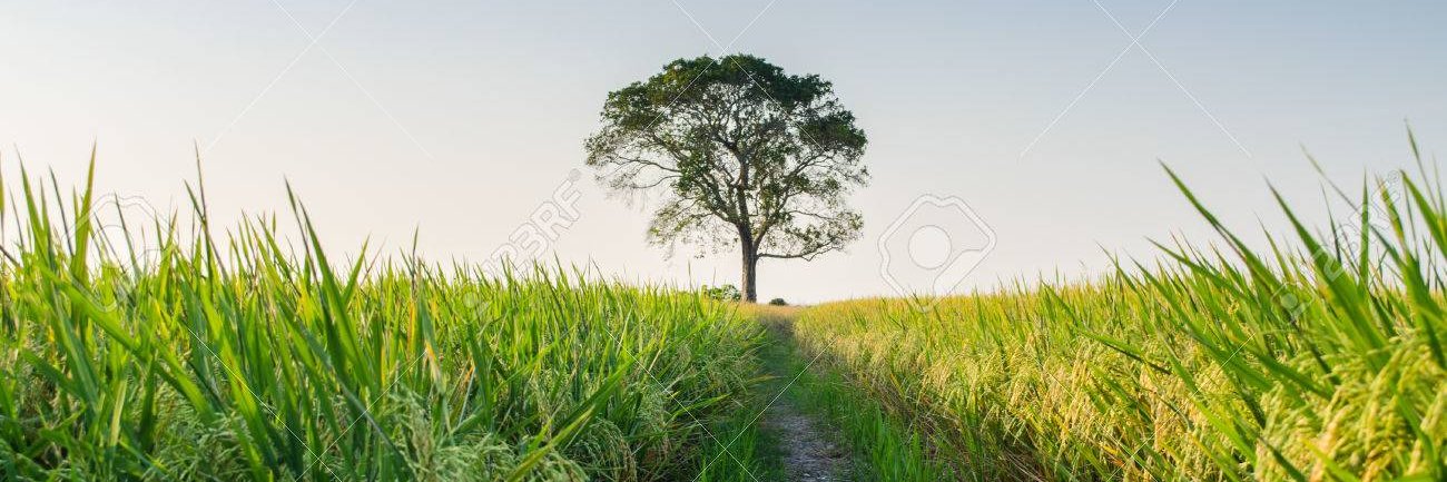 etternatattoo's profile banner image