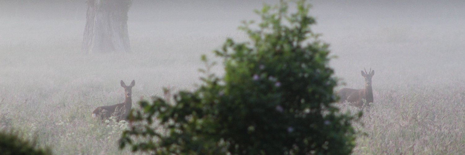 LewDawn's profile banner image