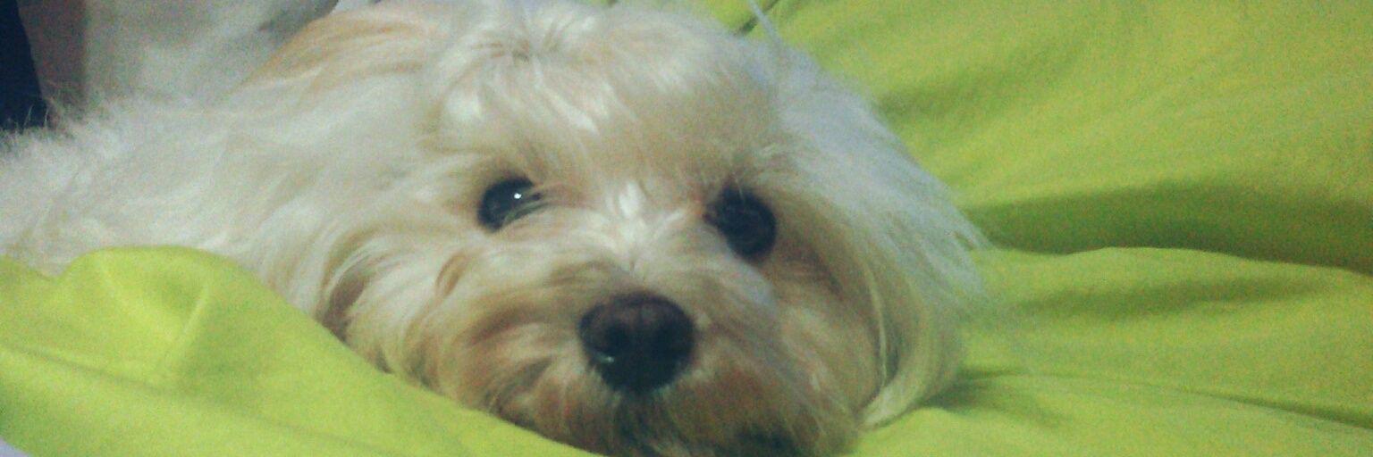 flor_frias's profile banner image