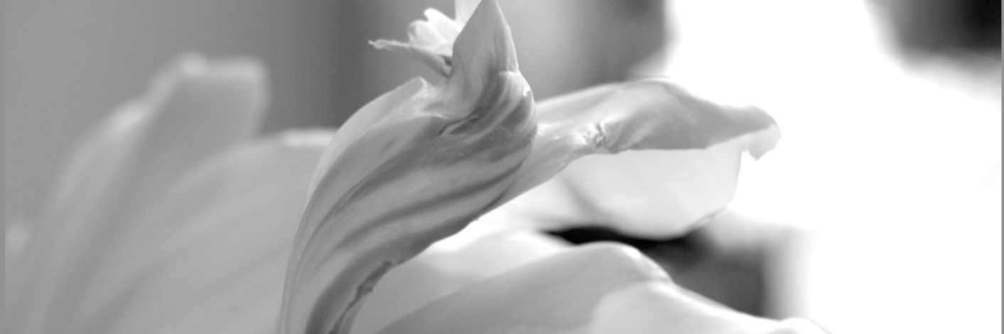 amydsolberg's profile banner image