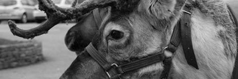 riggmooreindeer's profile banner image