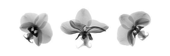 al²⁶٠࣪⭑mt after dm banner